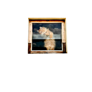 A Curious Ginger Cat Peeking Through A Window, Captured Against A White Wall In Bengaluru. 13787 - Cat PNG image with transparent background